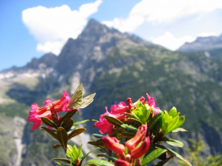 Alpenrosen am Kanzberg