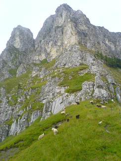 Tannheimer Durchquerung: Schafe am Sabachjoch