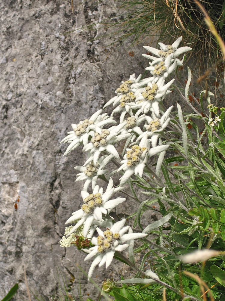 das Alpen-Edelweiß (Leontopodium nivale subsp. alpinum) ist nur noch vereinzelt anzutreffen