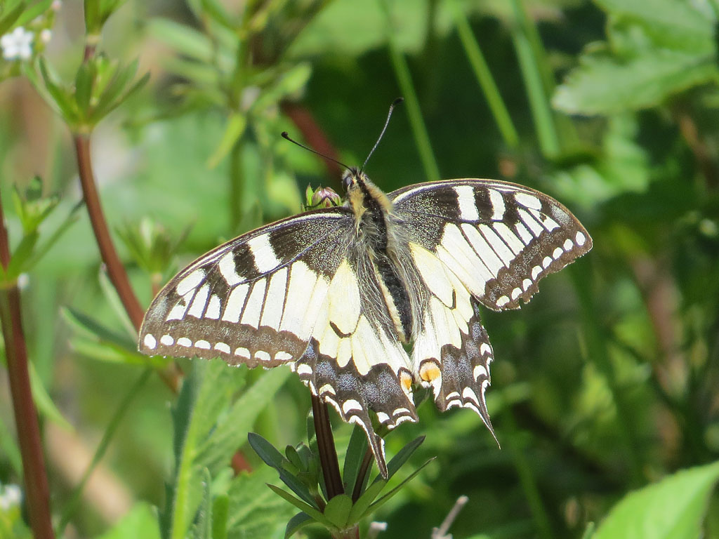 Papilio machaon
Im Außerfern gelegentlich vor allem im Gipfelbereich beim rasanten Patrouillenflug anzutreffen.