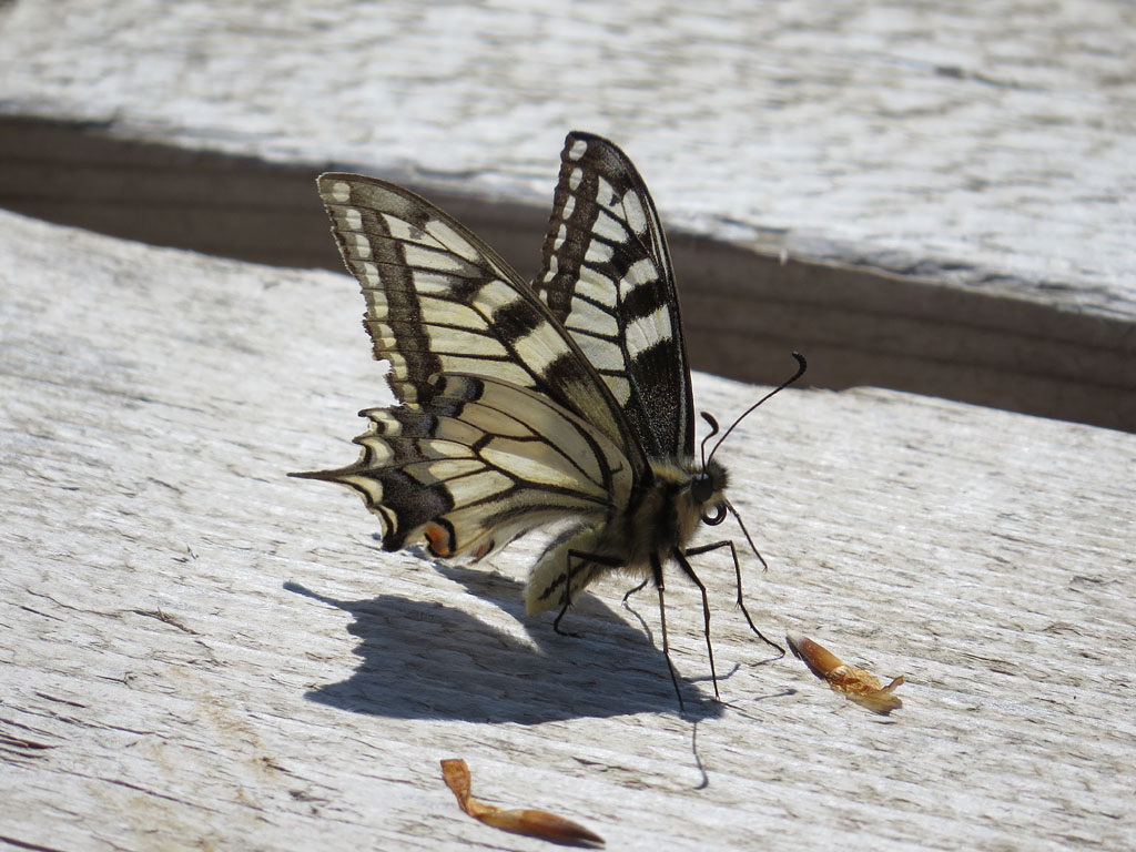 Papilio machaon Flügelunterseiten