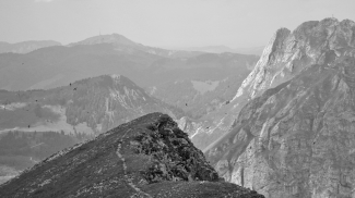 Alpensegler am Brentenjoch