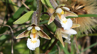 sumpf-stendelwurz epipactis palustris orchideen